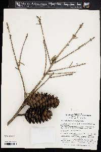 Keteleeria davidiana image