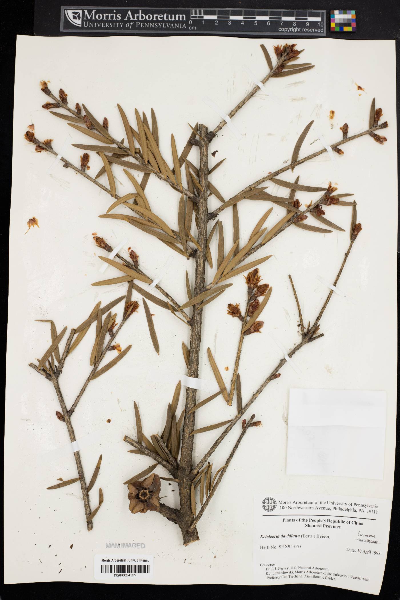 Keteleeria davidiana image