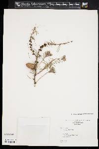 Larix kaempferi image