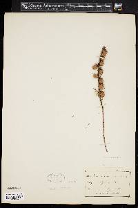 Larix laricina image