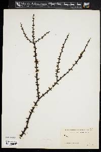 Larix laricina image