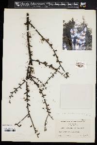 Larix laricina image