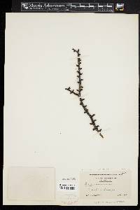 Larix laricina image