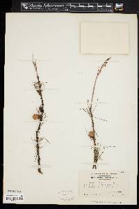 Larix laricina image