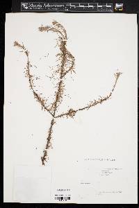 Larix laricina image