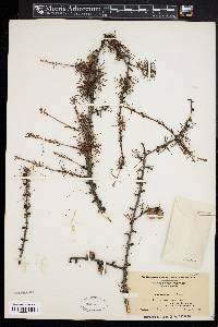 Larix laricina image