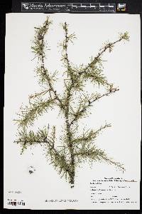 Larix laricina image