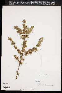 Larix laricina image