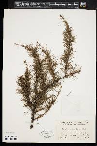 Larix laricina image