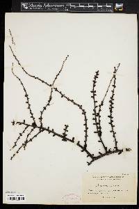 Larix laricina image