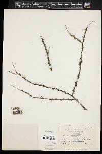 Larix laricina image