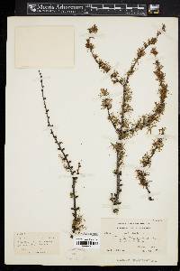 Larix laricina image