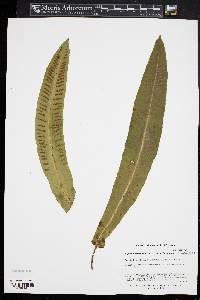 Asplenium scolopendrium image