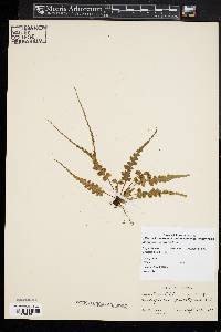 Asplenium montanum image