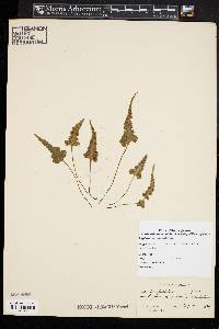 Asplenium pinnatifidum image