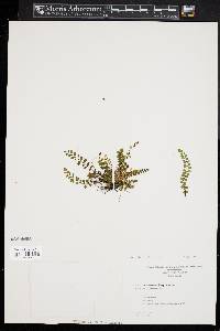 Asplenium trichomanes subsp. trichomanes image