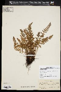 Woodsia ilvensis image