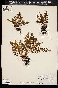 Woodsia ilvensis image