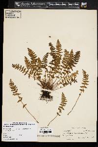 Woodsia ilvensis image