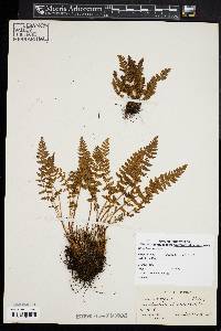 Woodsia ilvensis image