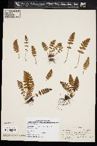 Woodsia ilvensis image