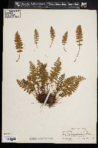 Woodsia ilvensis image