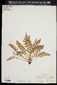 Woodsia ilvensis image