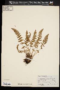 Woodsia ilvensis image