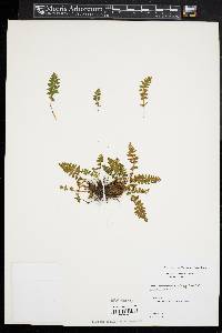 Woodsia ilvensis image