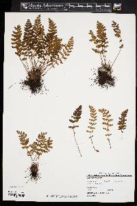 Woodsia ilvensis image