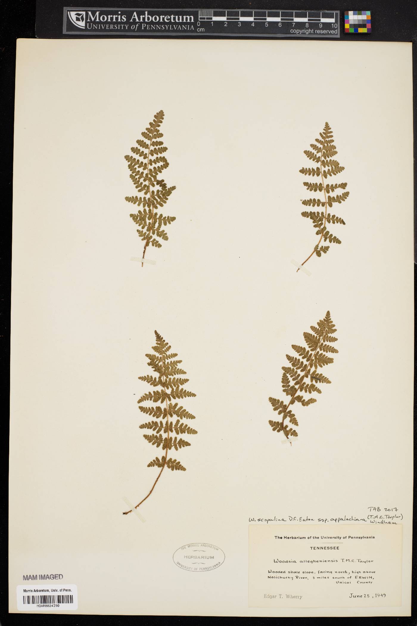 Woodsia scopulina subsp. appalachiana image