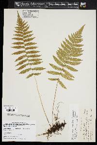 Thelypteris simulata image