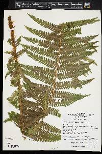 Dryopteris crassirhizoma image