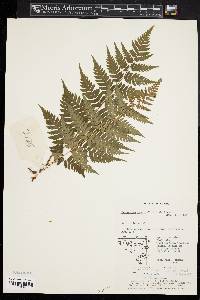 Dryopteris lacera image