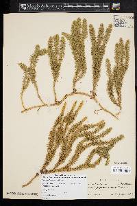Lycopodium annotinum image