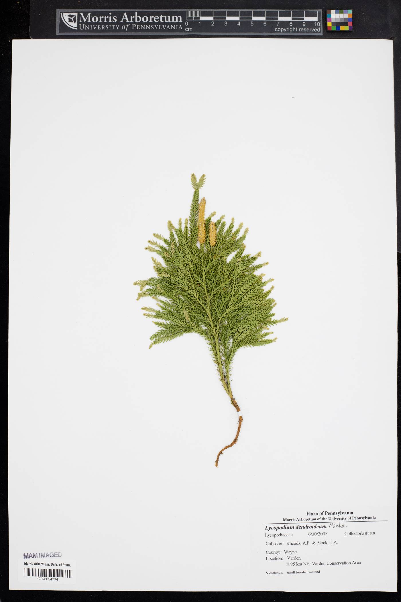 Dendrolycopodium dendroideum image