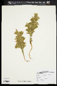 Dendrolycopodium hickeyi image