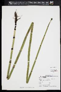 Equisetum fluviatile image