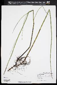 Equisetum fluviatile image