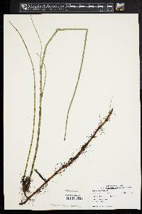 Equisetum fluviatile image