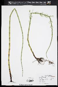 Equisetum fluviatile image