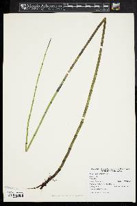 Equisetum fluviatile image