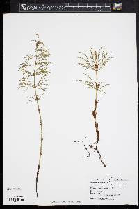 Equisetum sylvaticum image