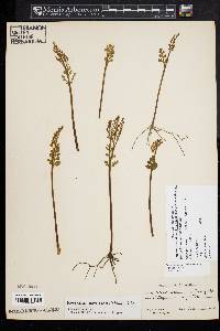 Botrychium matricariifolium image