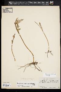 Botrychium matricariifolium image