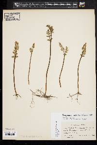 Botrychium matricariifolium image