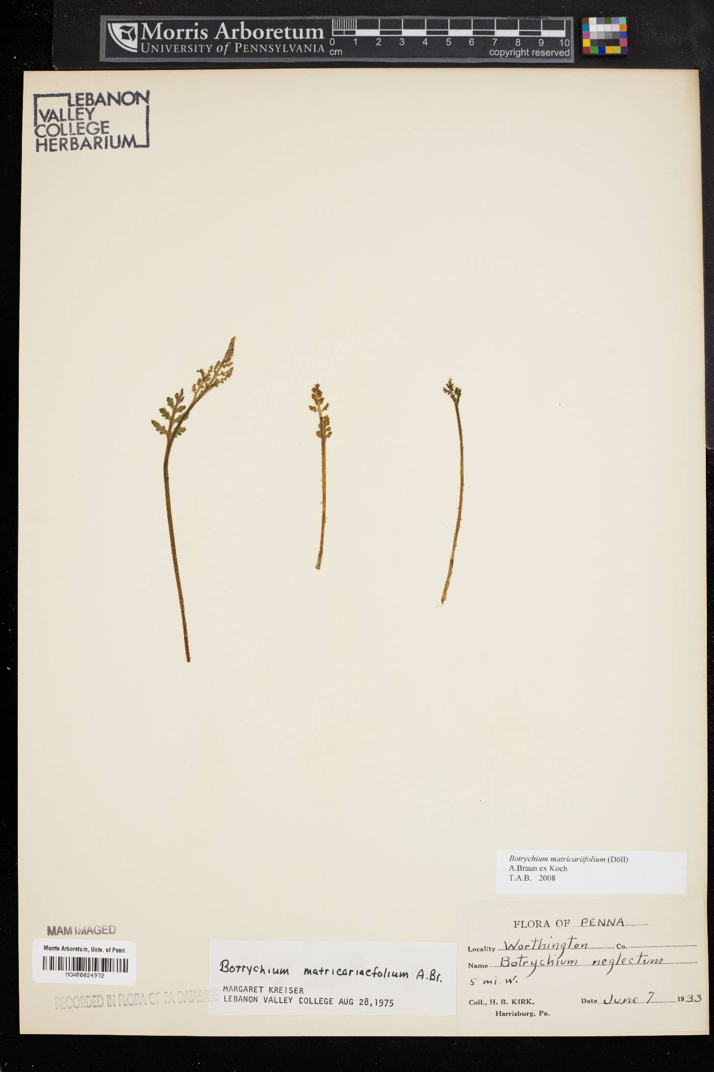 Botrychium matricariifolium image