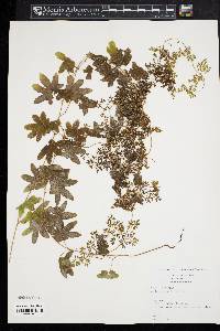 Lygodium palmatum image