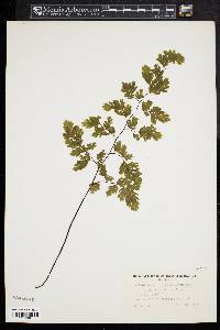 Adiantum raddianum image