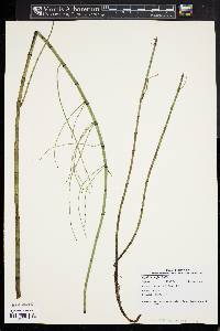 Equisetum fluviatile image